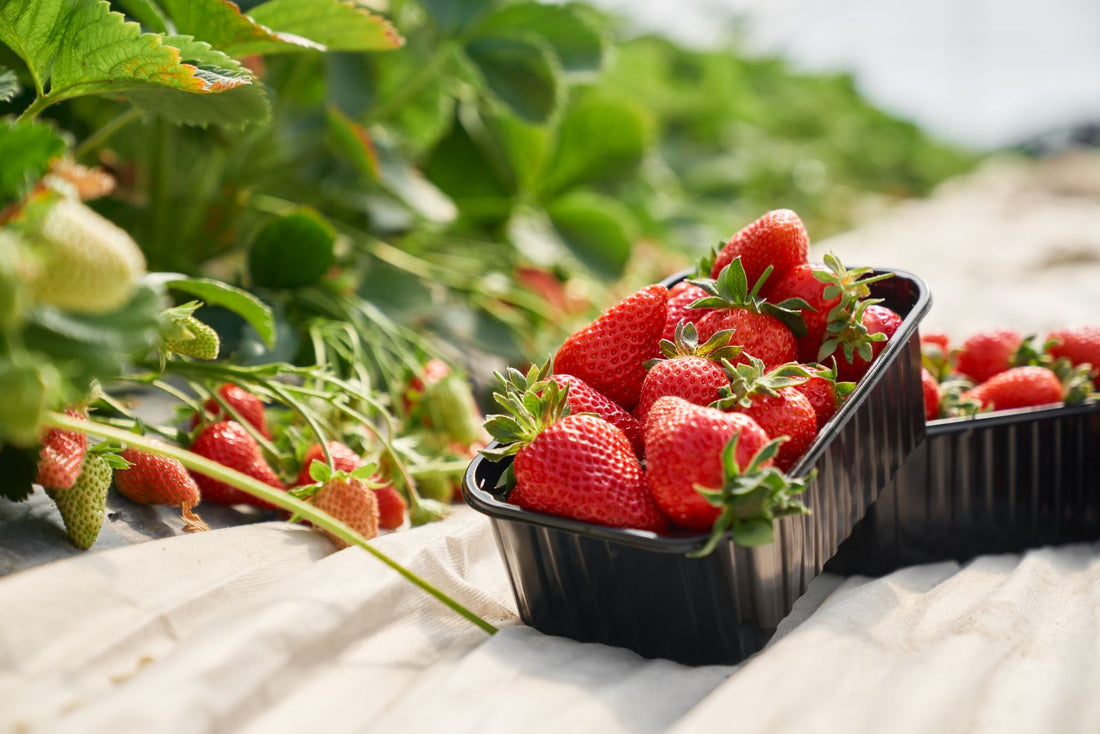 Strawberries: The Sweet Taste of Summer