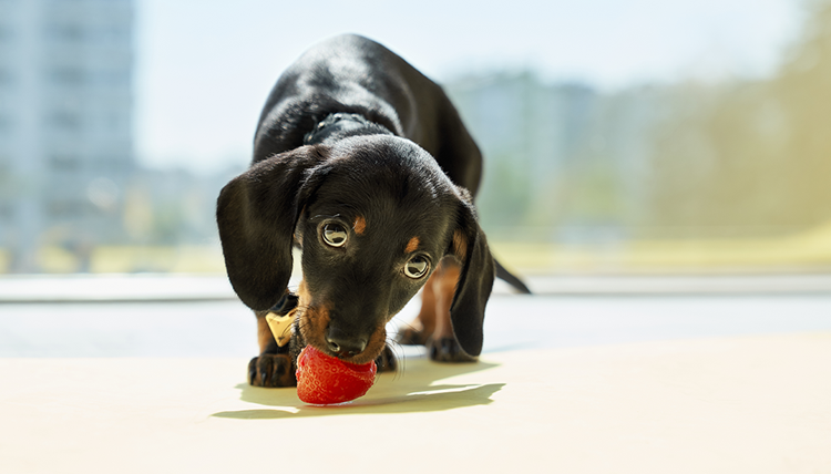 Reduce Waste & Boost Health: Safe Fruits and Veggies for Pets