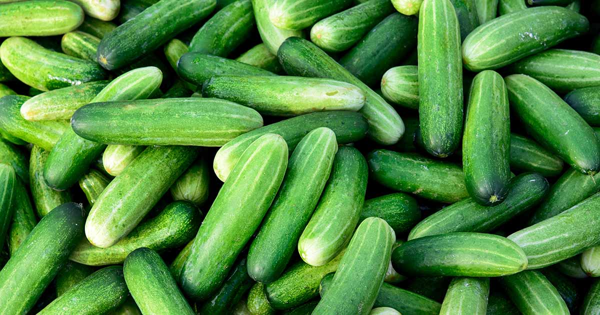 The Ultimate Guide to Selecting the Perfect Cucumber